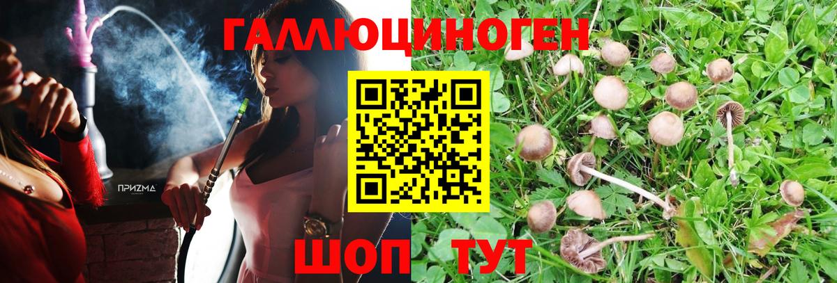 Псилоцибиновые грибы Psilocybe Нефтекумск